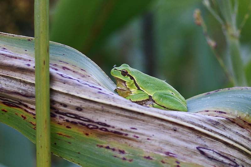 Rana da identificare - Hyla intermedia